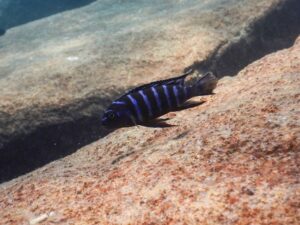 Tropheops sp. 'elongatus mbako'